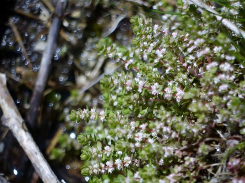 Illecebrum verticilatum-Fálago