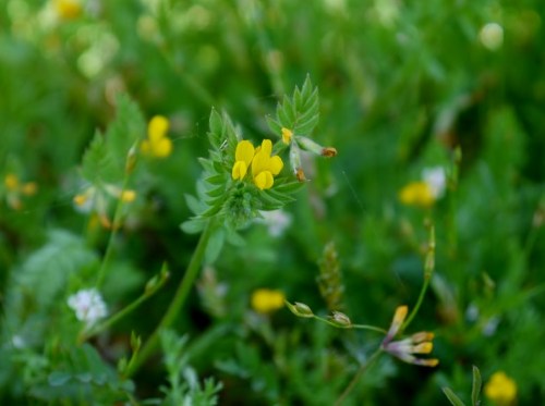 Ornithopus compressus-Serradela