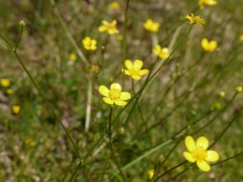 Ranunculus bulbosus