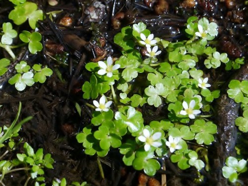 Ranunculus ololeucos-Ouca, herba da prata