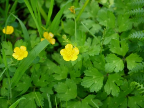 Ranunculus repens-Herba do ouro, bugallón, patelo