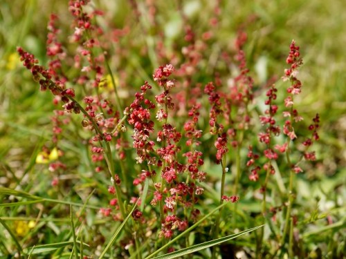 Rumex bucephalophorus-Acedas