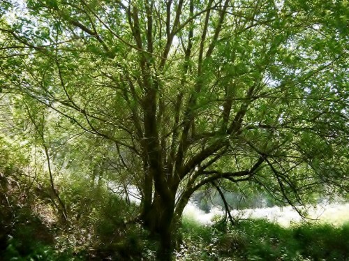 Salix atrocinerea-Salgueiro