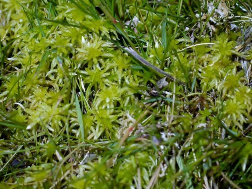 Sphagnum fimbriatum-Esfagno