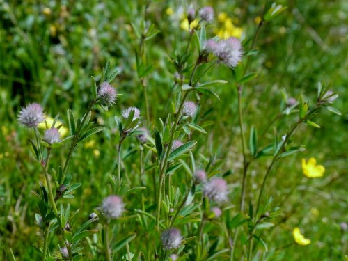 Trifolium arvense-Pe de lebre