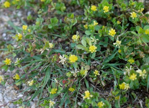 Trifolium dubium