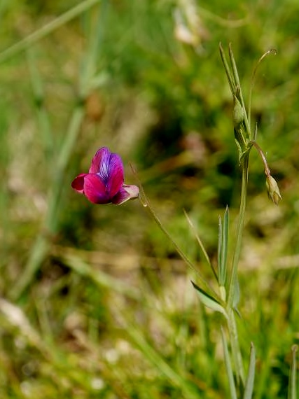 Vicia parviflora-Veza, herba da fame