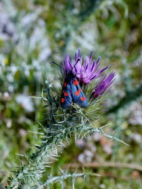 Zygaena trifolii-Zigena de cinco puntos