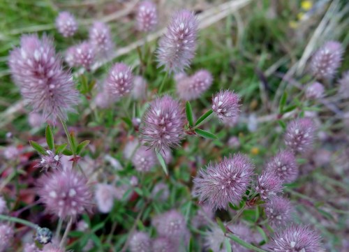 Ruta polos montes de San Xulián