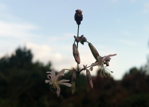 Ruta polos montes de San Xulián