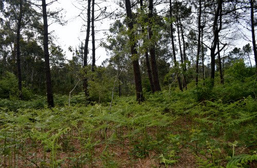 Ruta por Outeiro da Carballosa e Agudelo.