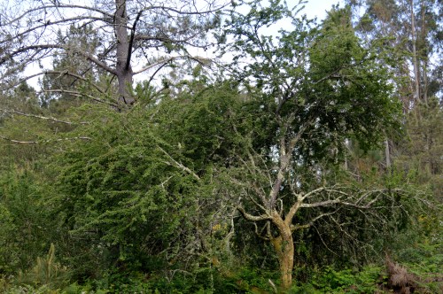 Ruta por Outeiro da Carballosa e Agudelo.