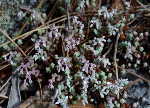 Ruta por Outeiro da Carballosa e Agudelo.