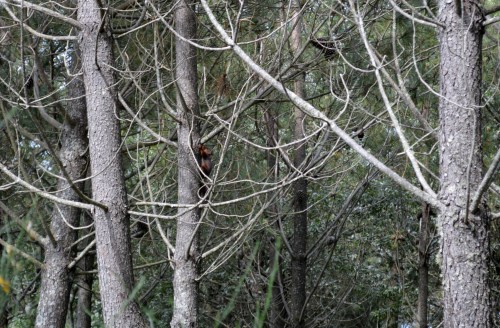 Ruta por Outeiro da Carballosa e Agudelo.