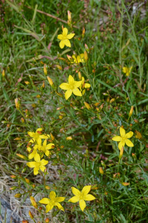 Ruta por Outeiro da Carballosa e Agudelo.