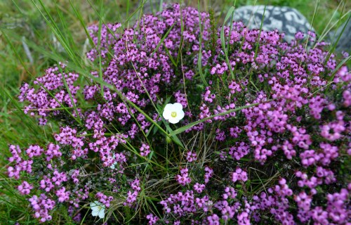 Ruta por Outeiro da Carballosa e Agudelo.