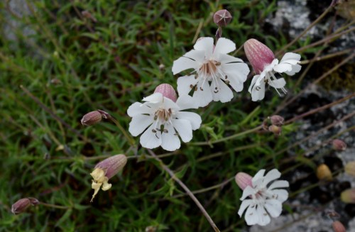 Ruta por Outeiro da Carballosa e Agudelo.