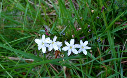 Ruta por Outeiro da Carballosa e Agudelo.