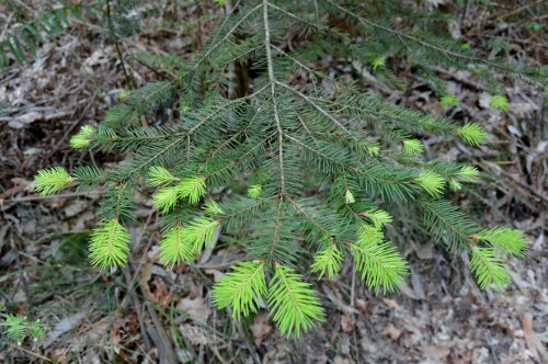 pretendemos  dar a coñecer a importancia natural, paisaxística e cultural da contorna de Outeiro da Carballosa e Agudelo, lindante entre as parroquias de Ardán (Marín), Moaña (Moaña) e Cela (Bueu), e pertencente ao espazo natural dos Montes do Morrazo, dentro de solo rústico de especial protección de espazos naturais, forestal, de augas e patrimonial