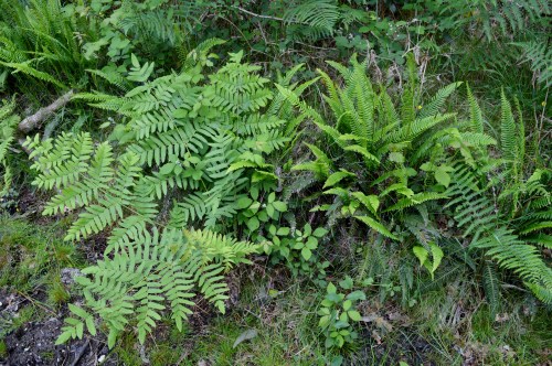 Ruta por Outeiro da Carballosa e Agudelo.