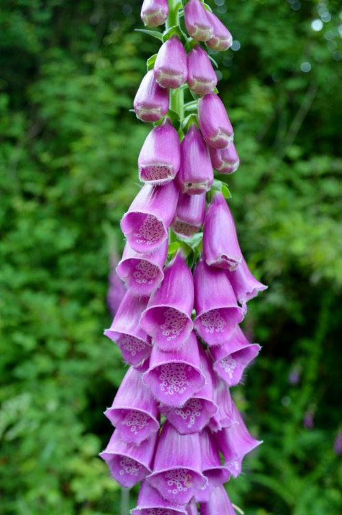 Ruta polos montes de San Xulián