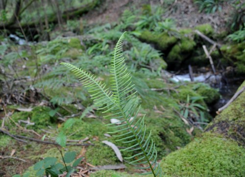 Ruta polos montes de San Xulián