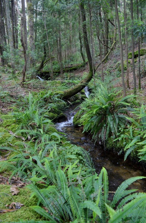 Ruta polos montes de San Xulián