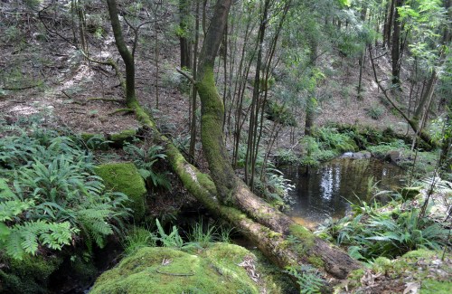 Ruta polos montes de San Xulián