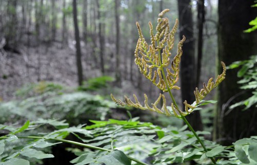 Ruta polos montes de San Xulián