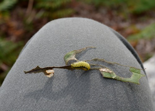 Ruta polos montes de San Xulián