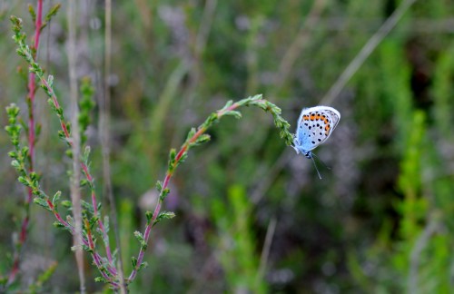 Ruta polos montes de San Xulián