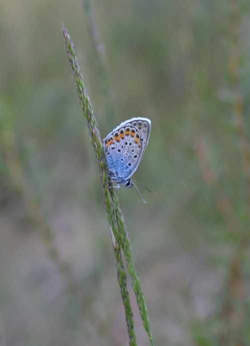 Ruta polos montes de San Xulián