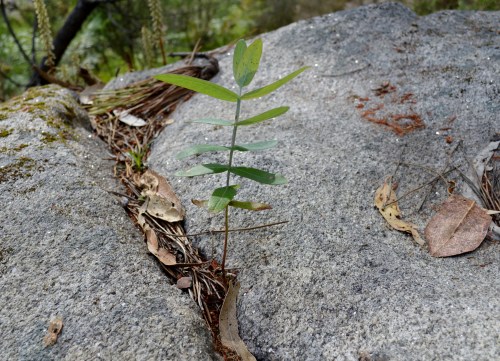 Ruta polos montes de San Xulián