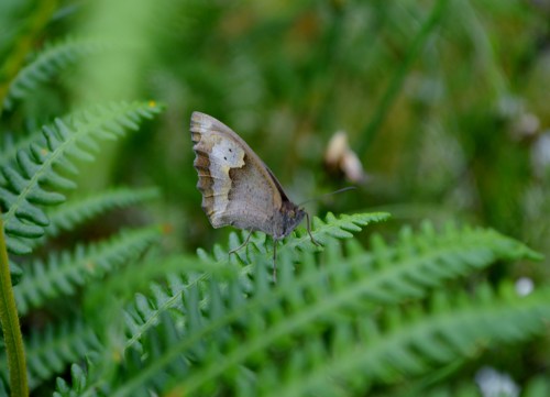 Ruta polos montes de San Xulián