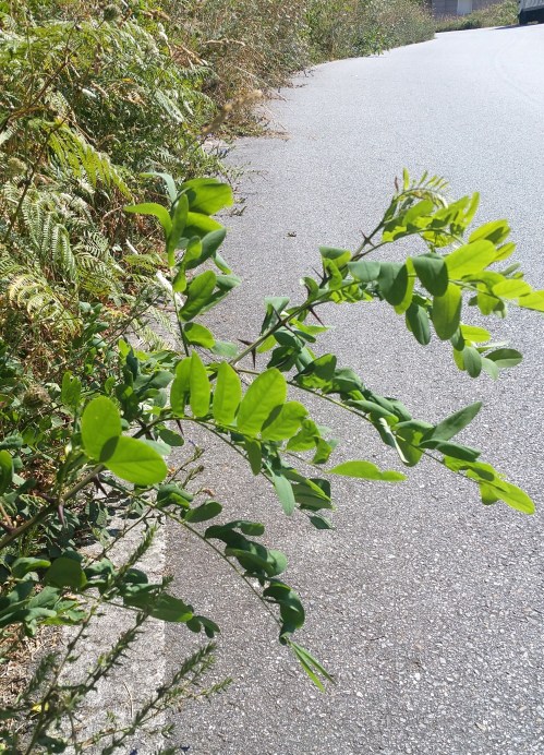 Estrada de San Xulián: A Bouza - O Caeiro.