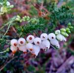 Erica ciliaris, exemplar&nbsp;hipocromatico