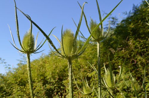 Cardos no camiño ao rego de Castiñeiras
