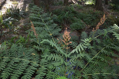 Fento real no rego de Castiñeiras