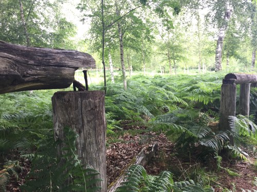 Situación do Lago de Castiñeiras (foto: Comunidade de Montes S. Martiño de Vilaboa).