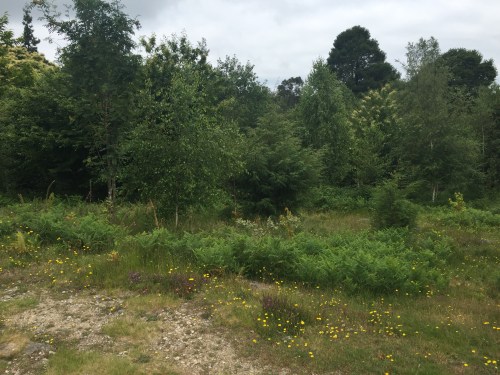 Situación do Lago de Castiñeiras (foto: Comunidade de Montes S. Martiño de Vilaboa).