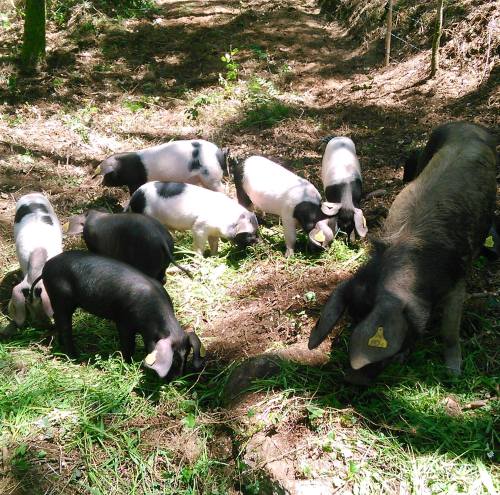 A Landra, Porcos Celtas: foto do seu facebook