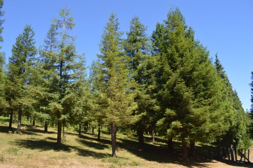 Bosque de sequoias no Monte Castrove, Poio