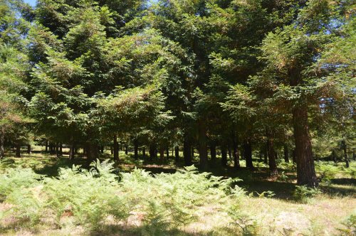 Bosque de sequoias no Monte Castrove, Poio