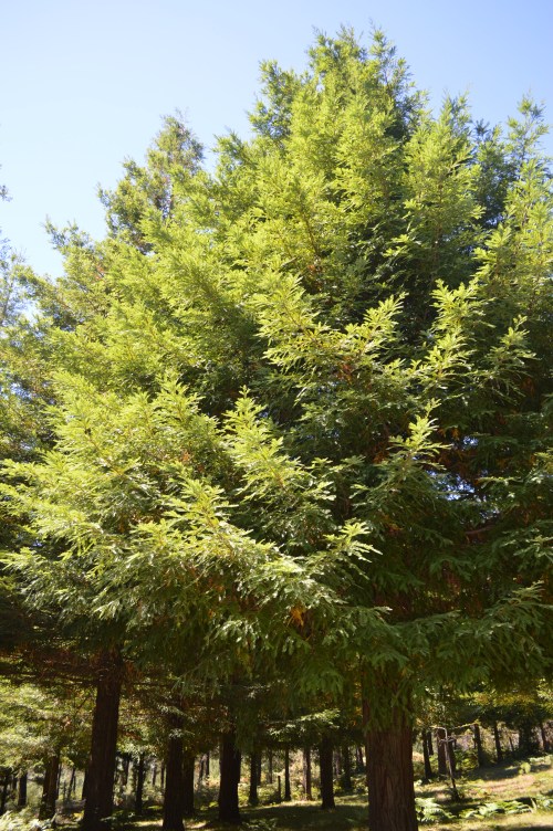 Bosque de sequoias no Monte Castrove, Poio