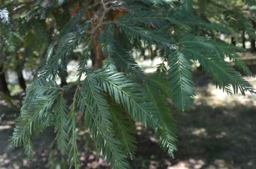 Bosque de sequoias no Monte Castrove, Poio