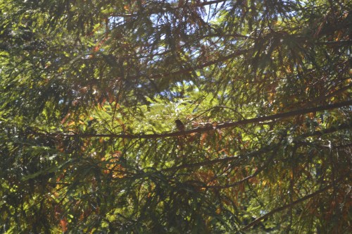 Bosque de sequoias no Monte Castrove, Poio