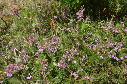 Bosque de sequoias no Monte Castrove, Poio