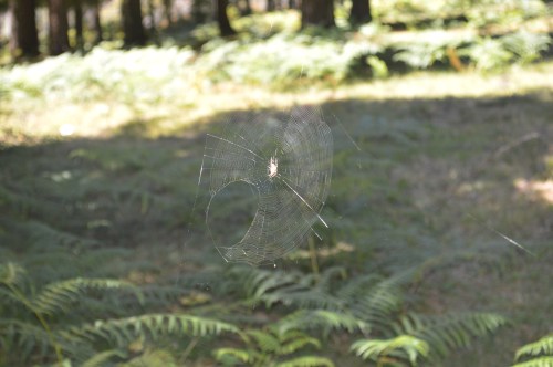 Bosque de sequoias no Monte Castrove, Poio