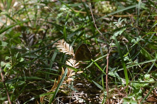 Bosque de sequoias no Monte Castrove, Poio