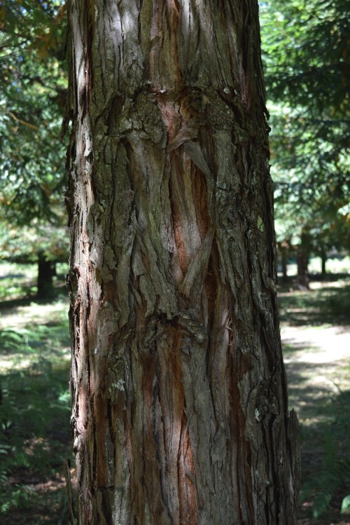 Bosque de sequoias no Monte Castrove, Poio